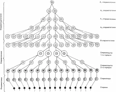 Рис 23 Схема сперматогенеза 74 Стволовые клетки расположены в базальной - фото 9
