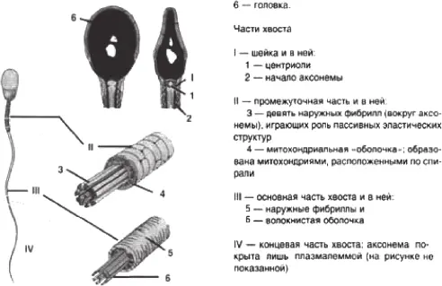 Рис 24 Строение сперматозоидов млекопитающих схема Шейка содержит - фото 10