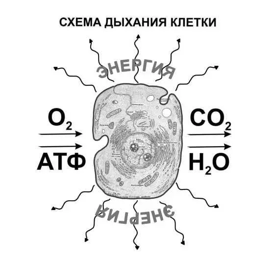 Рис 31 Обменные процессы в клетке обеспечивающие выделение биохимической - фото 14