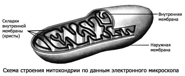 Рис 32 Строение митохондрии биохимической энергостанции клетки - фото 15