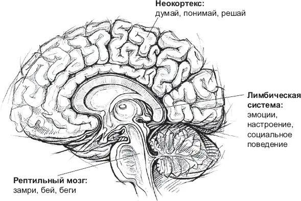 Рис 1Три мозга рептильный мозг темный лимбическая система серый и - фото 1