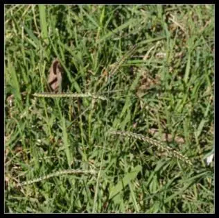 Рис 56 Paspalum dilatatum Рис 57 Генномодифицированная Panico - фото 78