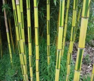 Рис 510Chrysophyllus Bamboo Рис 511Эбеновое дерево 52 Рис 512 - фото 82