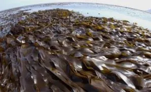Рис 525 Бурые морские водоросли Рис 526 Биореакторы для 514 - фото 100