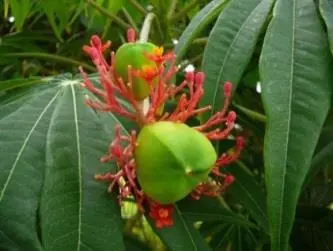 Рис 549 Плоды Ятрофы рассеченной Jatropha multifeda 535 Рис 550 Зоны - фото 130