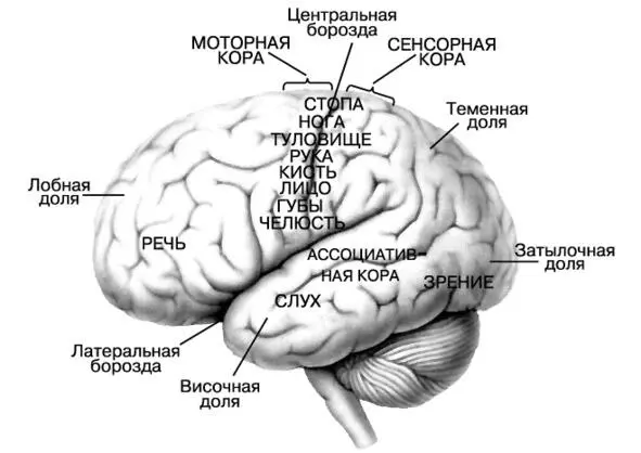 рис 2 Когда мы руками чтото делаем то этим удовлетворяем мышечную - фото 2