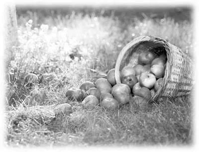 Яблоки в корзинке Автор снимка А Субботина Эта встреча так сильно - фото 27