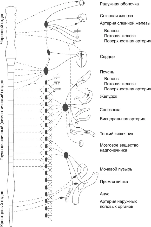 Рис 12 Симпатическая нервная система Отдел вегетативной нервной системы - фото 5