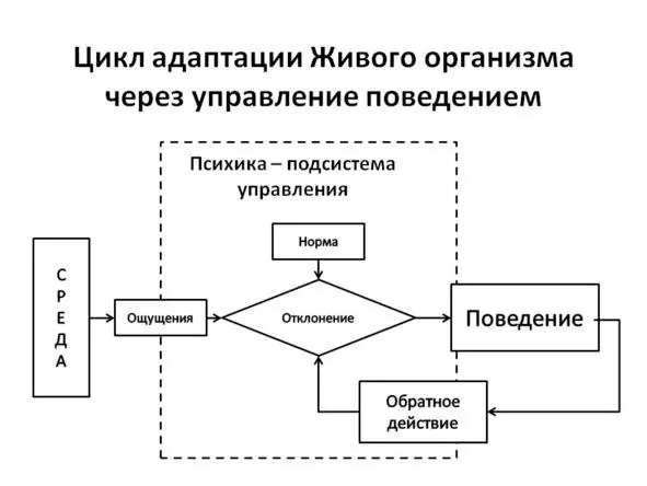 Рис 12 Цикл адаптации в живом организме с центральной нервной системой и - фото 3