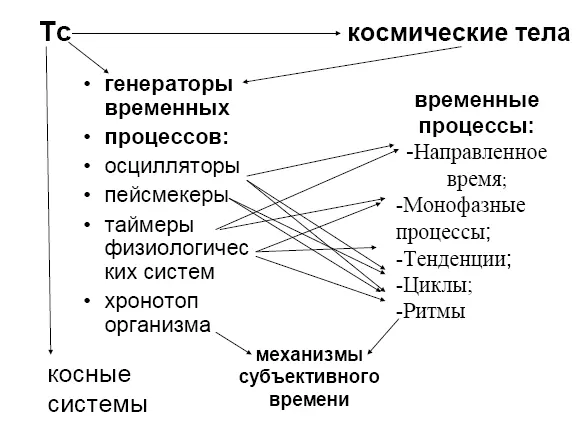 Рис 2 Схема временной структуры организма Пояснения в тексте 22 Типы - фото 3