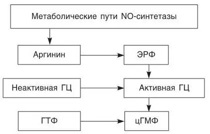 Рис 6 Схема оценки активности NOсинтетазы и образование ЭРФ по степени - фото 16