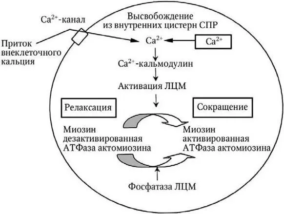Рис 1 Механизм сокращения гладкой мышцы ЛЦМ легкая цепь миозина СПР - фото 5