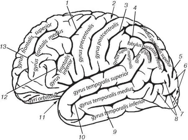 Рис 16 Рельеф верхнелатеральной поверхности полушарий большого мозга 1 - фото 22