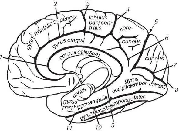 Рис 17 Рельеф медиальной поверхности полушарий большого мозга 1 sulcus - фото 23