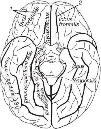 Рис 18 Рельеф нижней поверхности полушарий большого мозга 1 sulci - фото 24