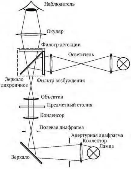Рис 1 Принципиальная схема флуоресцентного микроскопа В ксеноновой лампе - фото 5