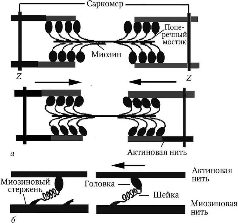 Рис 1 Модель механизма сокращения миозиновая нить с поперечными мостиками - фото 1