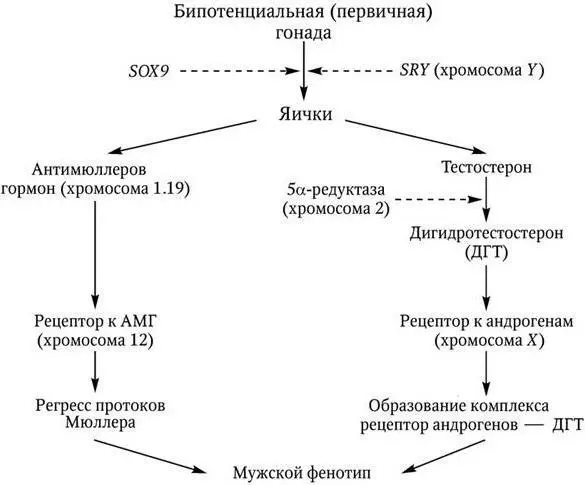Рис 28 Влияние генетических и гормональных факторов на дифференцировку яичек - фото 5