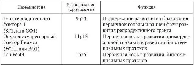 22 Контроль секреции гормонов половых желез и сперматогенеза Мужские половые - фото 6