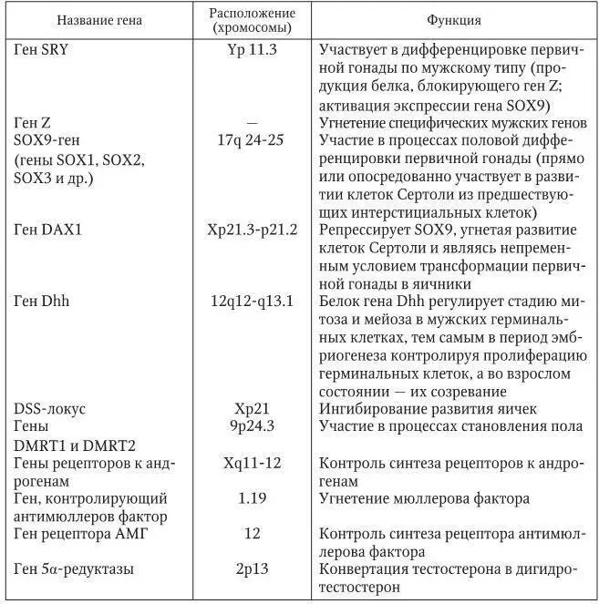 22 Контроль секреции гормонов половых желез и сперматогенеза Мужские половые - фото 7