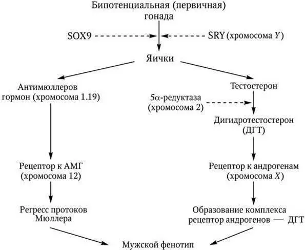 Рис 28 Влияние генетических и гормональных факторов на дифференцировку Таким - фото 4