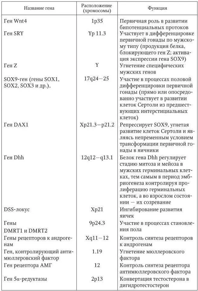 22 Контроль секреции гормонов половых желез и сперматогенеза Мужские половые - фото 6