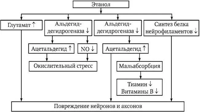 Схема 26 Патогенез развития алкогольной полиневропатии Недостаточность АлкДГ - фото 19