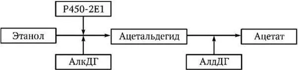 Схема 27 Метаболизм алкоголя в печени Повреждение митохондрий ведущее к - фото 23