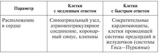 Таблица 2 Основные типы кардиомиоцитов и их свойства Длительность - фото 9