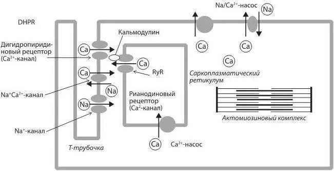 Рис 7 Транспорт ионов кальция в процессах сопряжения возбуждения и сокращения - фото 13