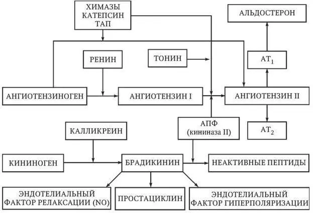 Рис 14 Схема ренинангиотензинальдостероновой системы Препараты этого - фото 18