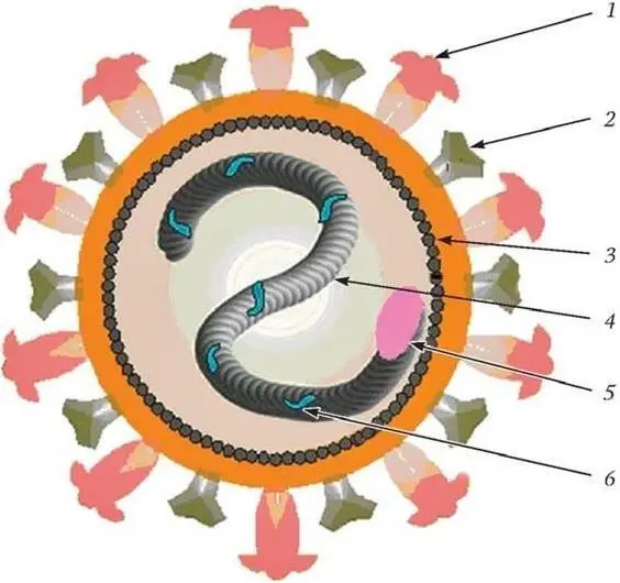 Рис 1 Схема строения Morbillivirus Вирусная частица состоит из - фото 1