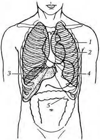 Рис 1 Топография внутренних органов 1 легкое 2 сердце 3 печень 4 - фото 1