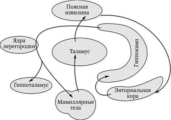 Рис 37 Круг Папеца по Волков В Т и др 1995 Основанием для такого - фото 18