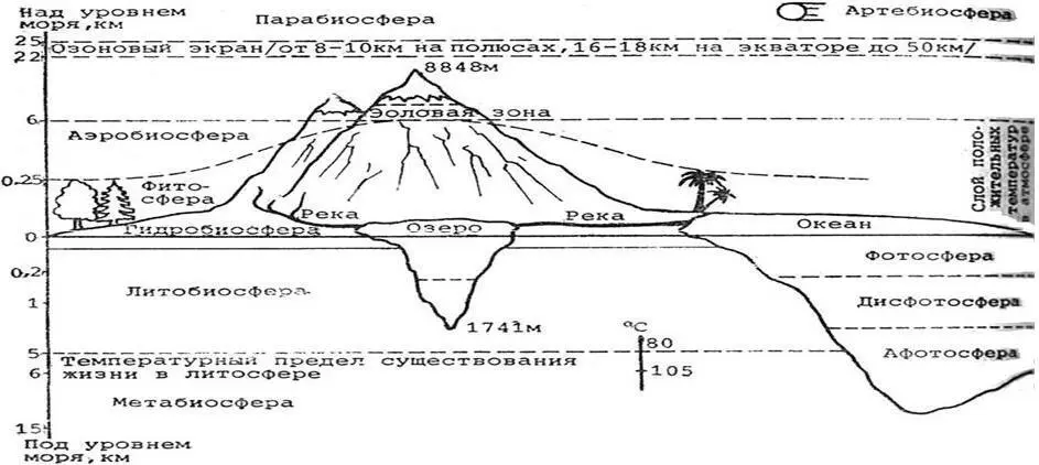 Рисунок 2 Схема строения биосферы 14 Биоценоз гр биос жизнь гр - фото 2