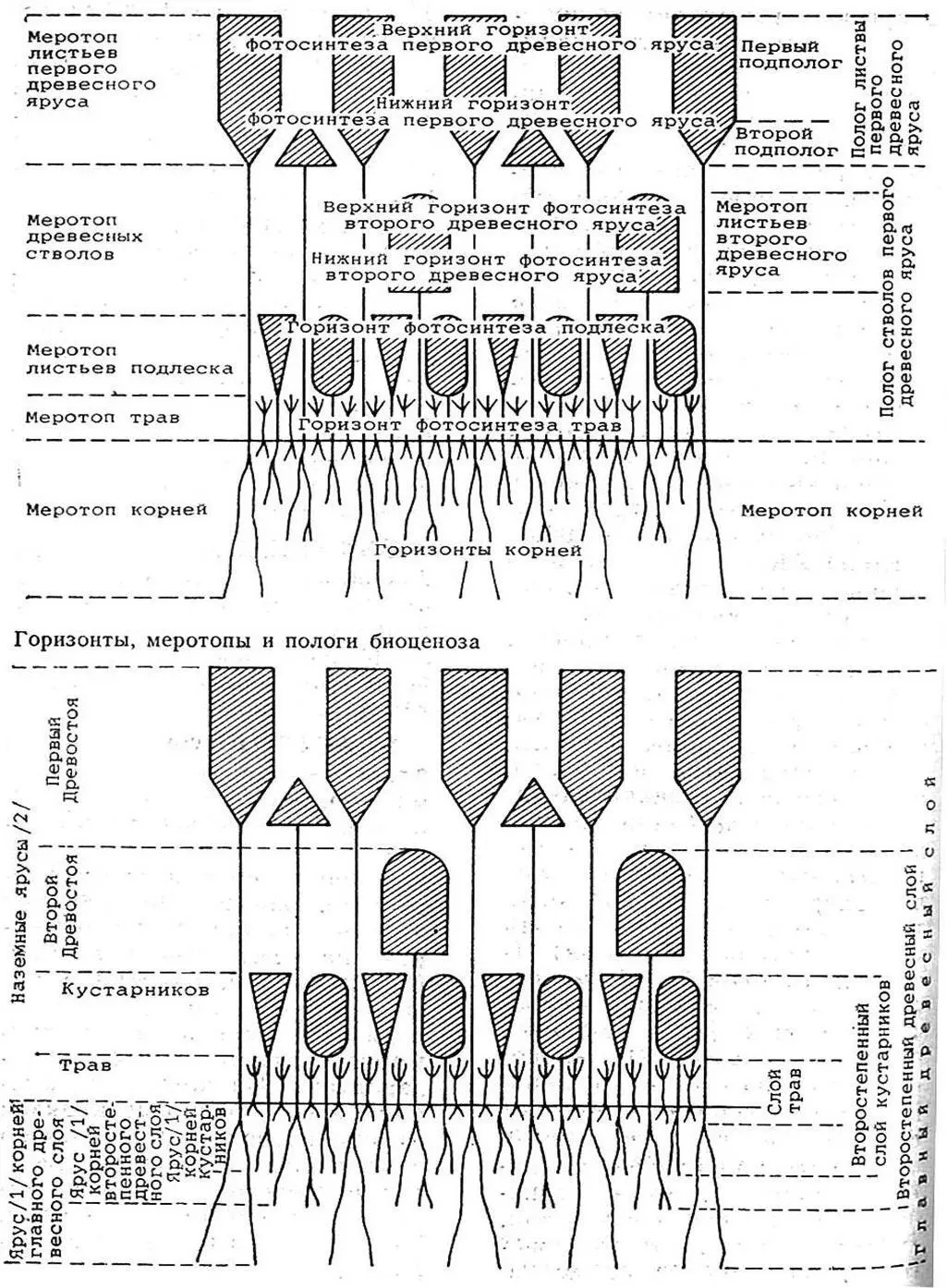 Рисунок 3 Слои и ярусы биоценоза 14 Болотно подзолистые почвысин - фото 3