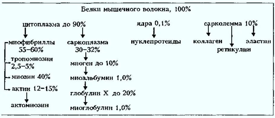 Рис 1 Схема белков мышечной ткани Белки составляют основную часть - фото 3