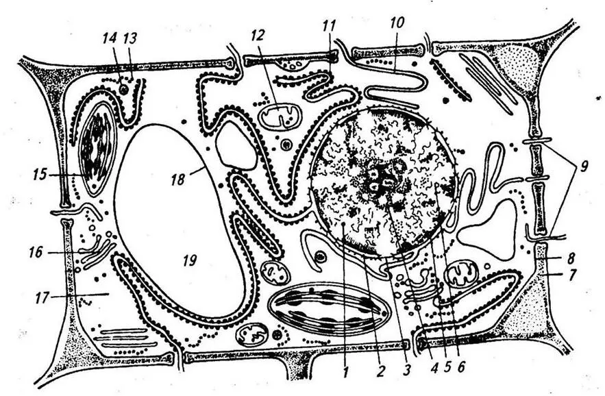 1 ядро 2 ядерная оболочка две мембраны внутренняя и внешняя и - фото 1