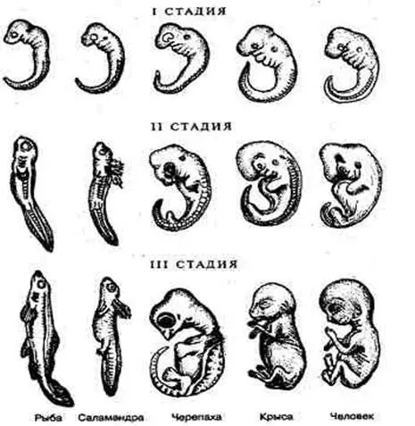 Зародышевое сходство у позвоночных животных По мере развития зародыша идет - фото 7