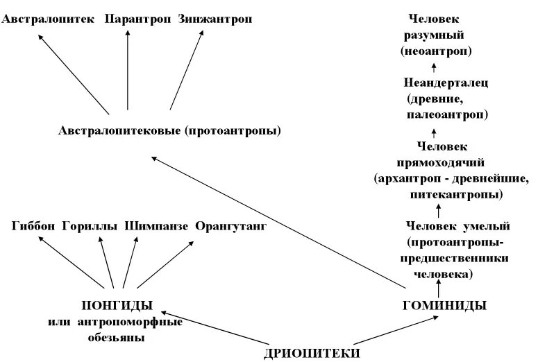 Прямохождение сыграло огромную роль в эволюции антропоидов так как оно - фото 4