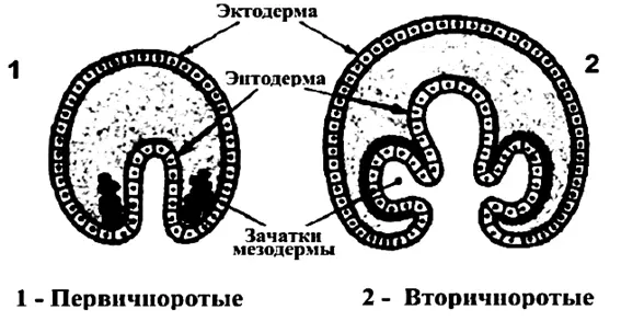 Схема образования мезодермы у первичноротых и вторичноротых Однако описанные - фото 10