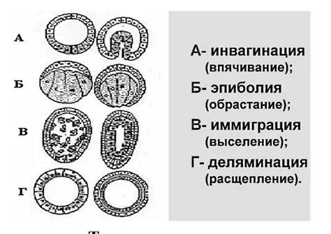 Типы гаструляции 4 Деляминация расслоение происходит в случае отсутствия - фото 9