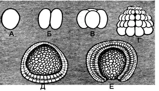 Дробление яйца ланцетника А зигота Б стадия 2х бластомеров В стадия 4х - фото 8