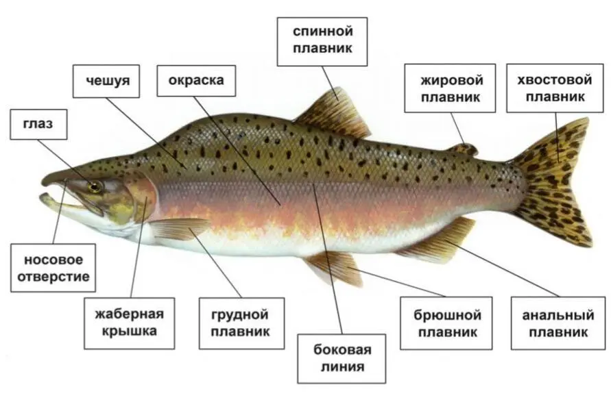 Рисунок 13 Расположение плавников у рыб Наружный скелет плавников костистых - фото 13