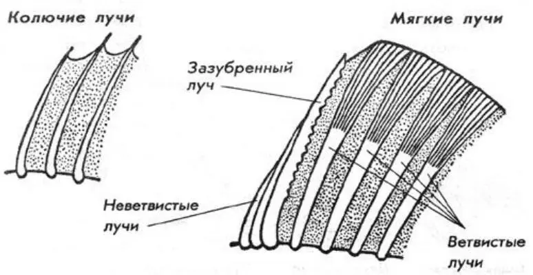 неветвистый членистый ветвистый колючий гладкий колючий зазубренный Рисунок - фото 14