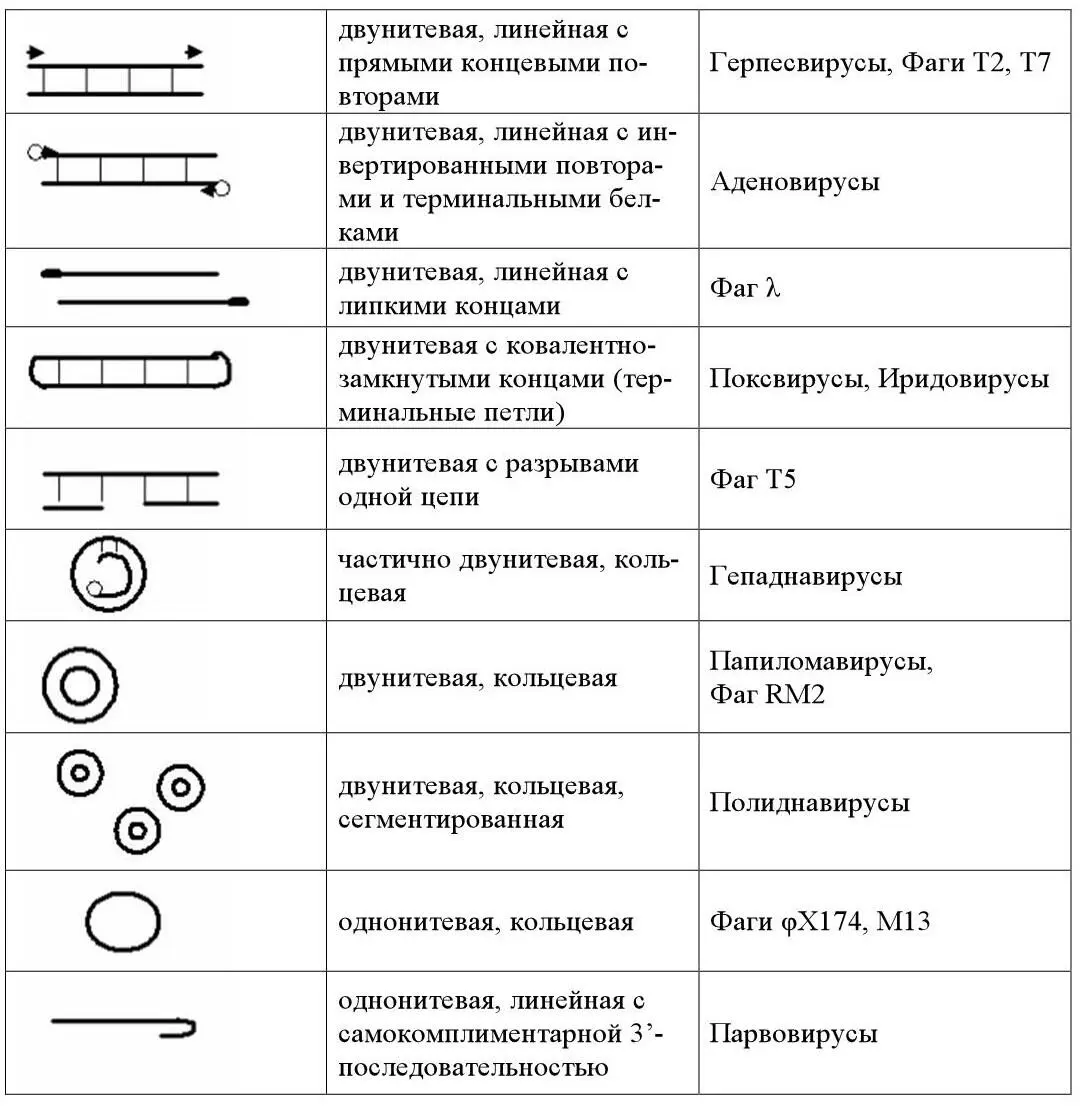 Таблица 2 Виды РНКгеномов вирусов При обсуждении вопроса организации генома - фото 4