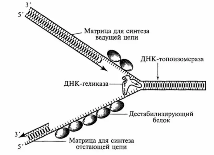 Рисунок 9 Схема репликации ДНК с использованием репликативной вилки - фото 12