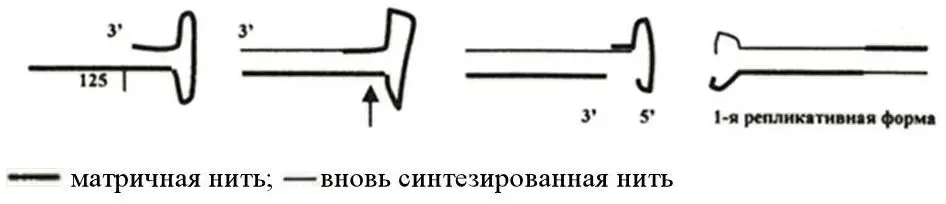 Рисунок 10 Схема первых этапов репликации однонитевой ДНК парвовирусов - фото 13