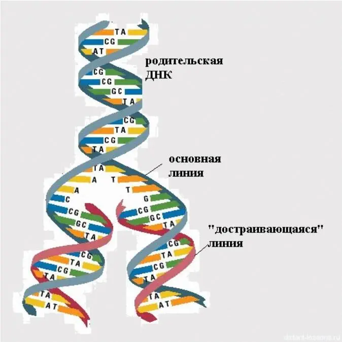 Рисунок 25 Репликация ДНК схема Репликация вирусных РНК В клетке нет - фото 38
