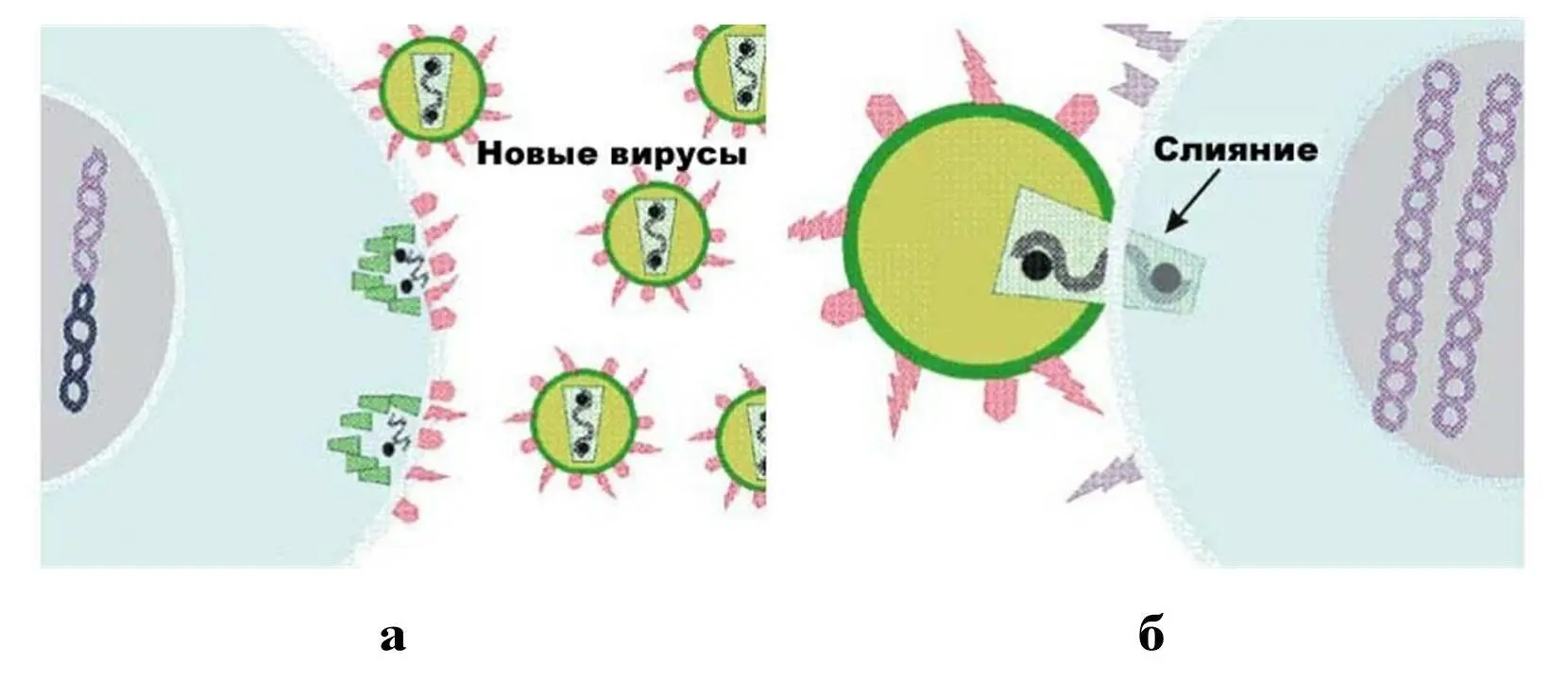 а узнавание клеточных рецепторов вирусными белками ведущее к прикреплению - фото 28